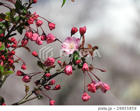 一輪開花したハナカイドウ 一輪開花したハナカイドウ 29955859