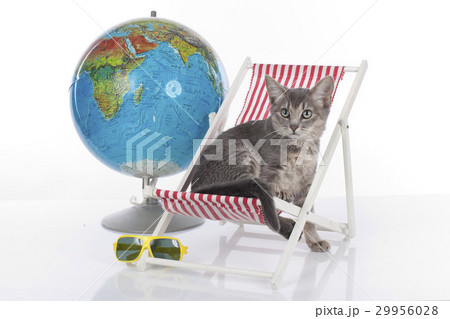 Cat on holidays 29956028