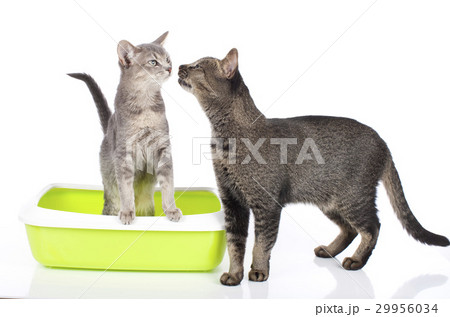 Two cats with litter box 29956034