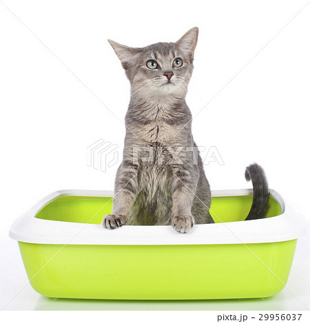 Cat sitting in litter box 29956037
