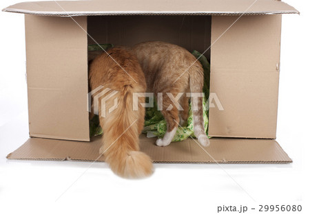 Two cats in a box Two cats in a box 29956080
