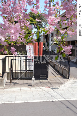 【国史跡】武蔵国衙跡(春) 【国史跡】武蔵国衙跡(春) 29956197