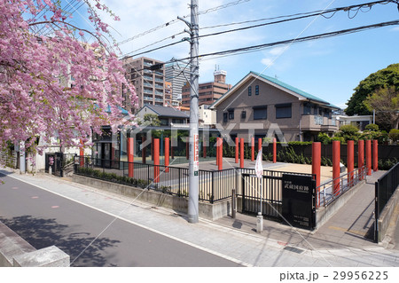 【東京都・国史跡】武蔵国衙跡（春） 29956225