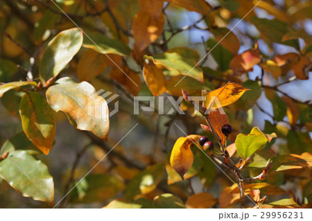 ヤマコウバシの実 29956231