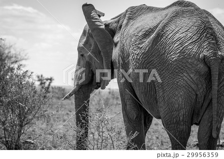 Elephant in black and white in the Kruger. Elephant in black and white in the Kruger. 29956359