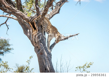 Leopard on the tree in the Kruger. Leopard on the tree in the Kruger. 29956361