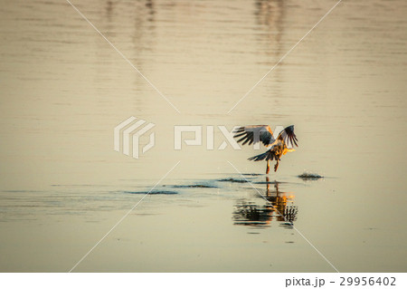 Flying African darter in the Kruger. 29956402
