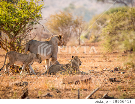 Bonding Lions in the Kruger National Park. Bonding Lions in the Kruger National Park. 29956413
