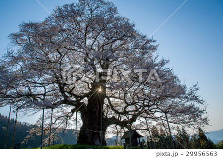 醍醐桜（岡山県真庭市） 29956563