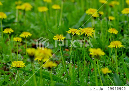 群生するタンポポの花 群生するタンポポの花 29956996