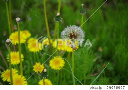 タンポポの綿毛と黄色い花 29956997