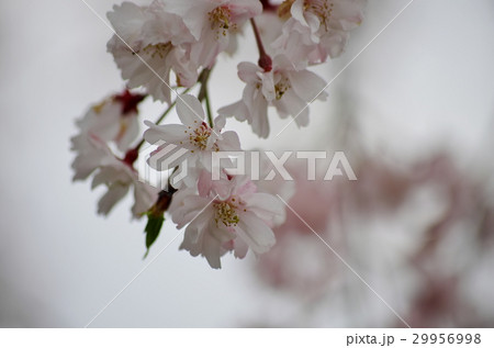 枝垂れ桜の花 枝垂れ桜の花 29956998