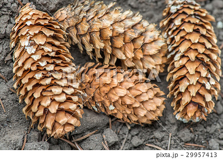 piny cones on the ground piny cones on the ground 29957413
