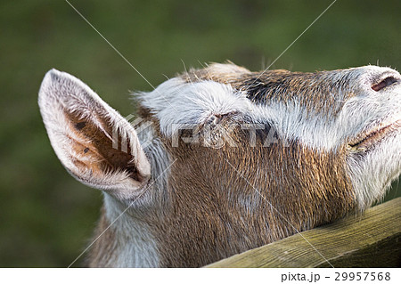Small brown goat 29957568