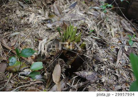 筍(合馬) 筍(合馬) 29957934