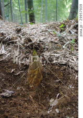 筍（合馬） 29957939