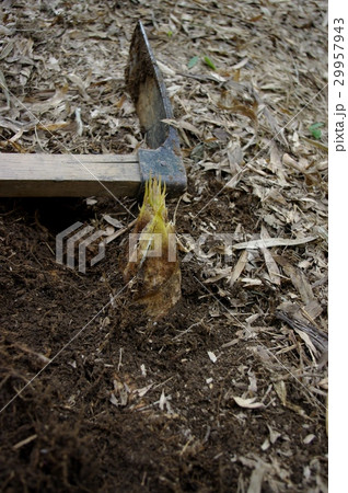 筍（合馬） 29957943