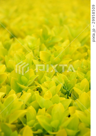 オウゴンマサキ 29958509