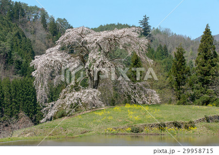 与一野のしだれ桜(広島県安芸太田町) 与一野のしだれ桜(広島県安芸太田町) 29958715