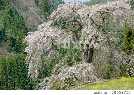 与一野のしだれ桜（広島県安芸太田町） 29958716