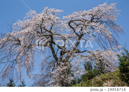 与一野のしだれ桜(広島県安芸太田町) 与一野のしだれ桜(広島県安芸太田町) 29958718