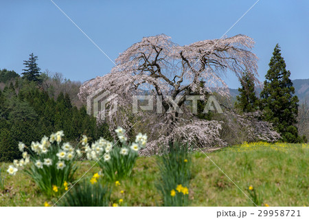 与一野のしだれ桜(広島県安芸太田町) 与一野のしだれ桜(広島県安芸太田町) 29958721