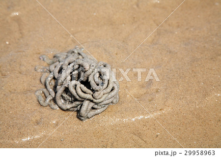 Arenicola marina or lug worm 29958963