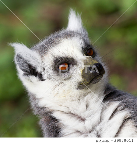 Sunbathing ring-tailed lemur in captivity Sunbathing ring-tailed lemur in captivity 29959011