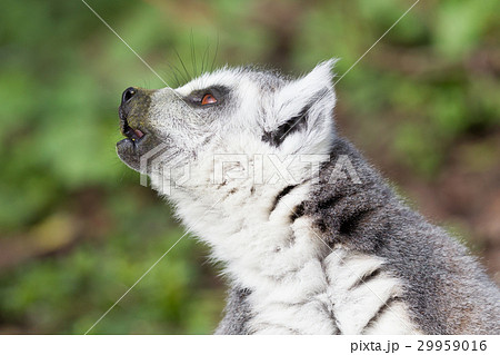 Sunbathing ring-tailed lemur in captivity 29959016