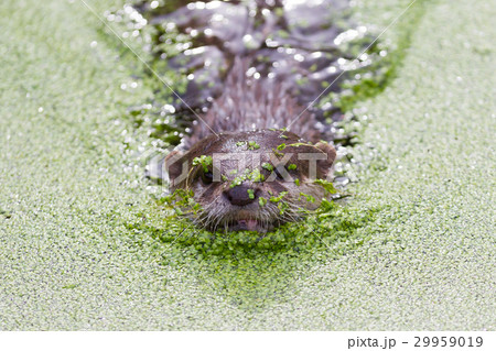 Small claw otter covered in duckweed 29959019
