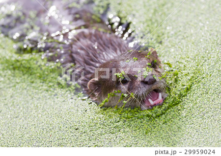 Small claw otter covered in duckweed 29959024