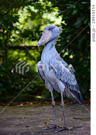 ハシビロコウ 29959554