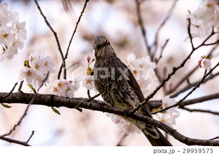 桜とヒヨドリ 29959575