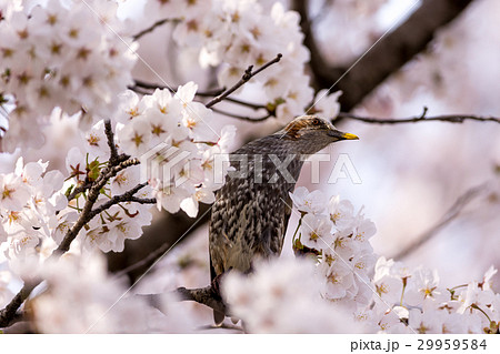 桜とヒヨドリ 桜とヒヨドリ 29959584