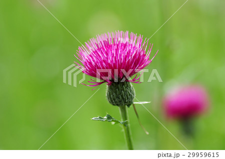 アザミの花 29959615