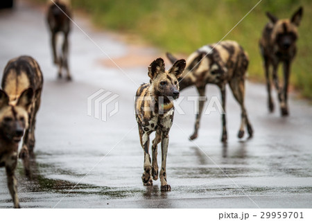 African wild dog walking towards the camera. 29959701