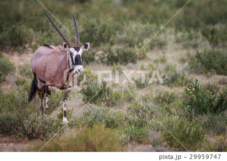 Gemsbok in the grass. Gemsbok in the grass. 29959747