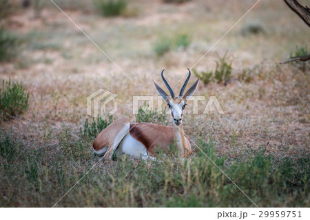 Springbok laying in the grass. Springbok laying in the grass. 29959751