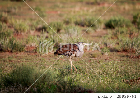 Kori bustard walking in the grass. 29959761