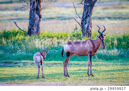 Red hartebeest with a baby. Red hartebeest with a baby. 29959927