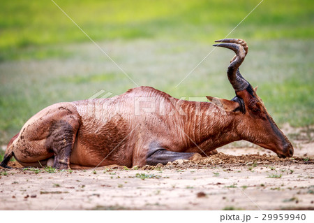 Red hartebeest in the mud. 29959940