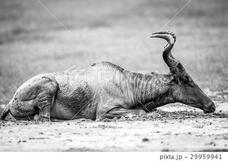 Red hartebeest in the mud in black and white. Red hartebeest in the mud in black and white. 29959941