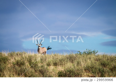 Gemsbok on a ridge. 29959966