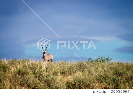 Gemsbok on a ridge. 29959967