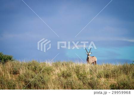 Gemsbok on a ridge. 29959968