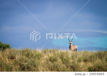 Gemsbok on a ridge. 29959969