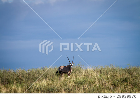 Gemsbok on a ridge. 29959970
