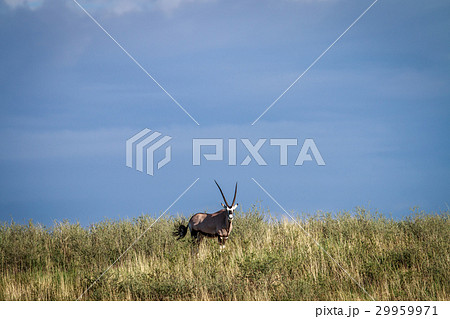 Gemsbok on a ridge. 29959971