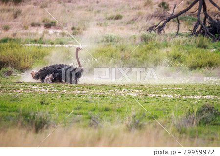 Male Ostrich having a dust bath. 29959972