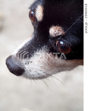 cute black fat lovely miniature pincher dog cute black fat lovely miniature pincher dog 29960018
